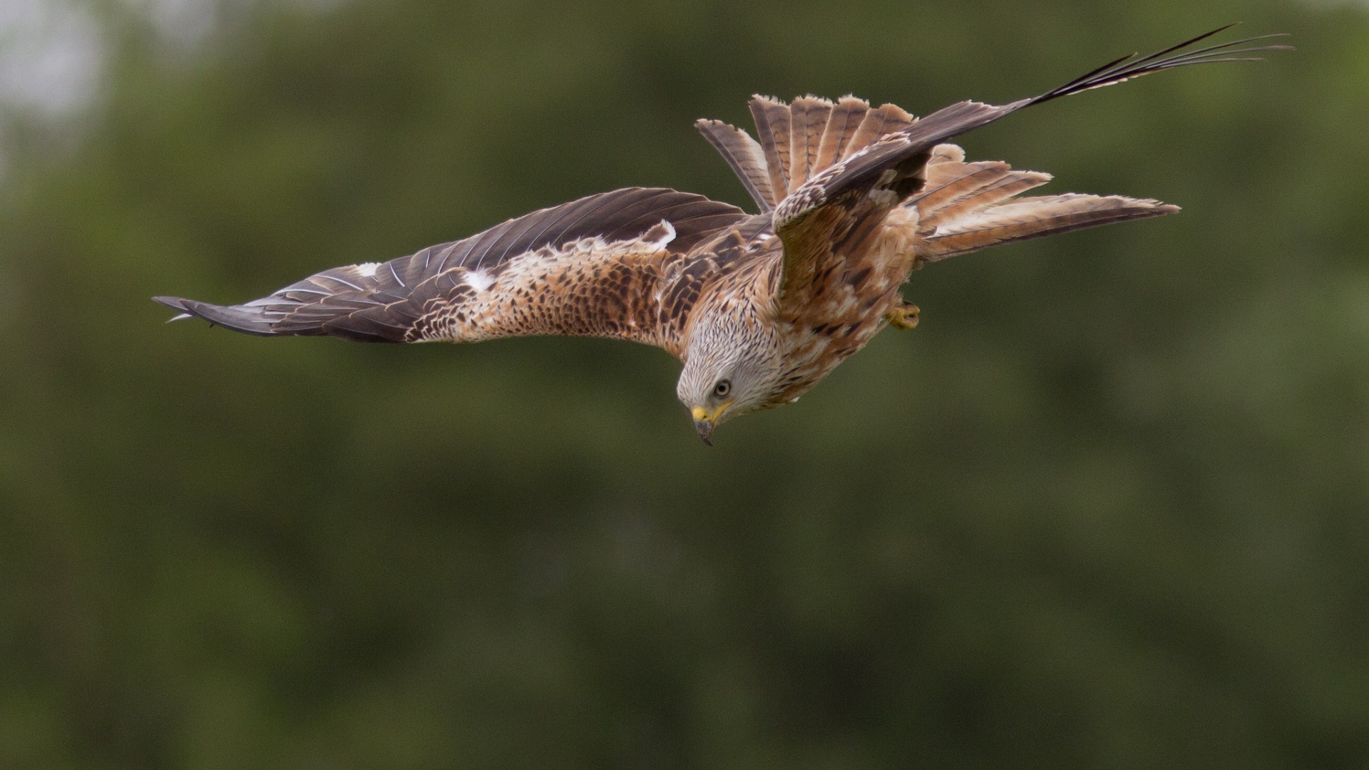 tiere vogel tierwelt flug tier natur raptor flügel feder fliegen schnabel wild hock flugzeug beute adler im freien raubtier