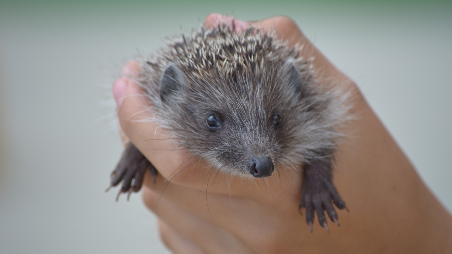 animaux mammifère mignon animal petit faune portrait rongeur