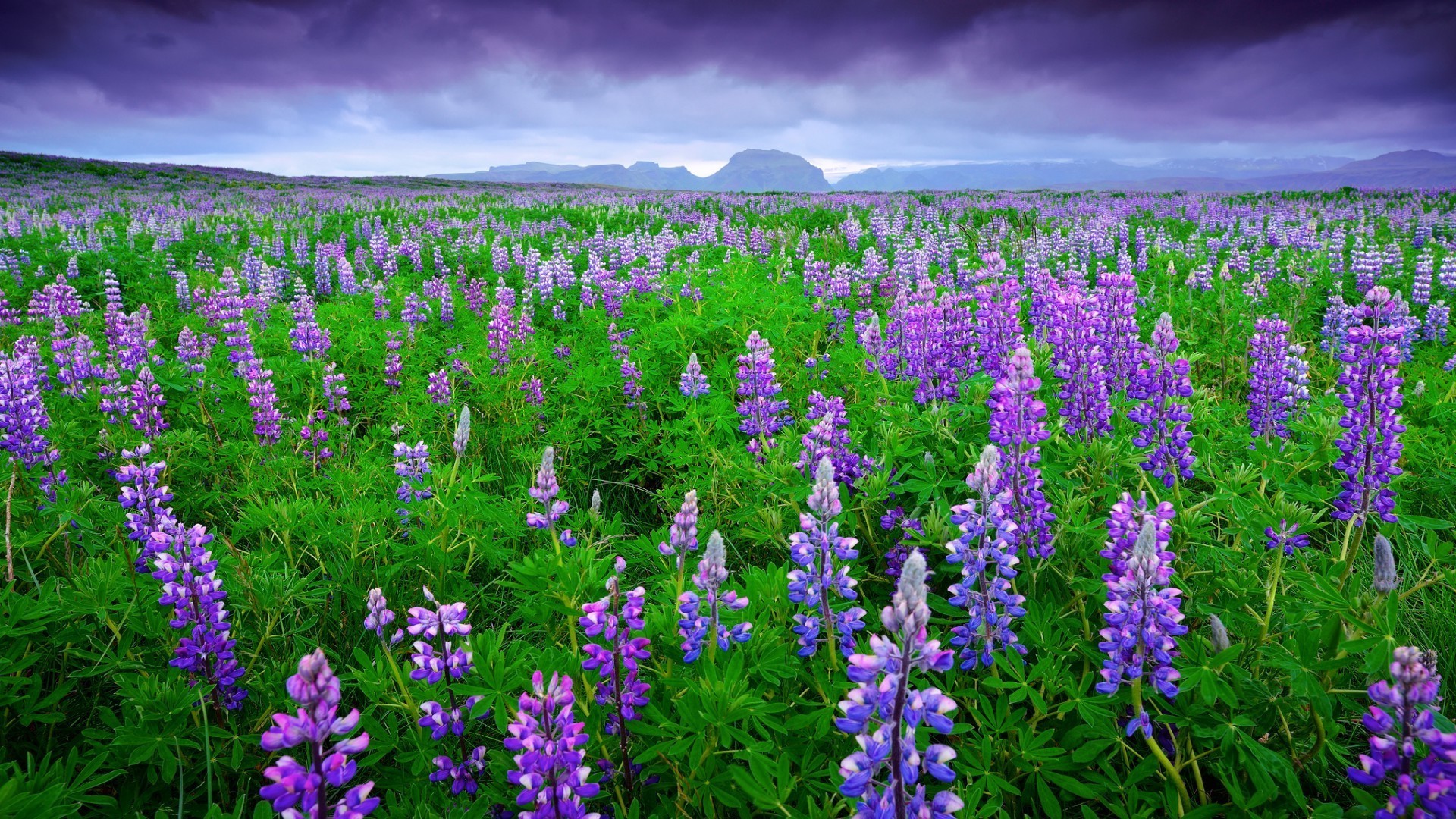 campo de flores lupino flor naturaleza heno campo paisaje verano al aire libre crecimiento flora rural estación hierba flor silvestre brillante color cielo sol floral