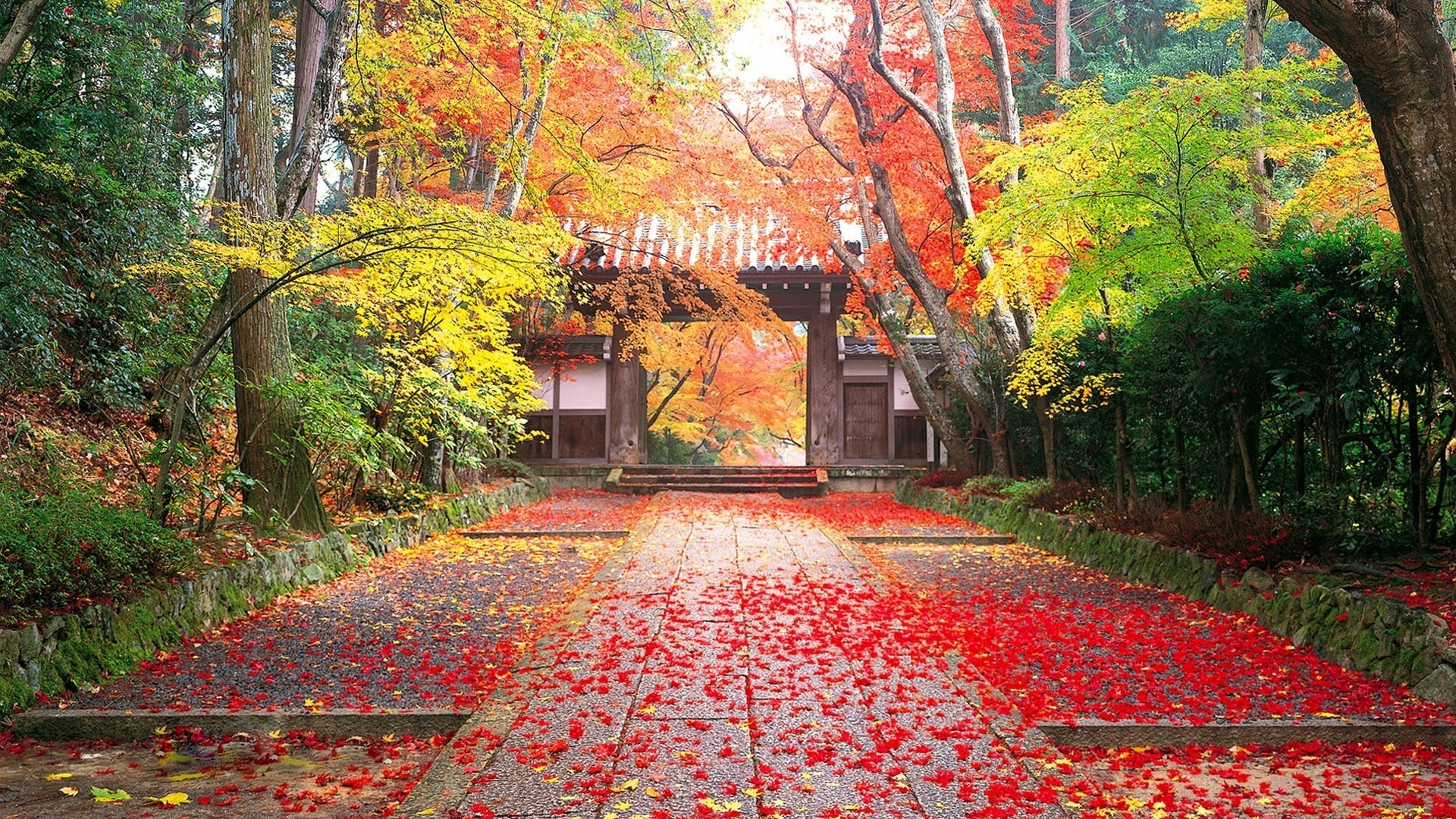 herbst herbst blatt ahorn baum park saison landschaft holz natur garten fußweg straße führung kurvig gasse