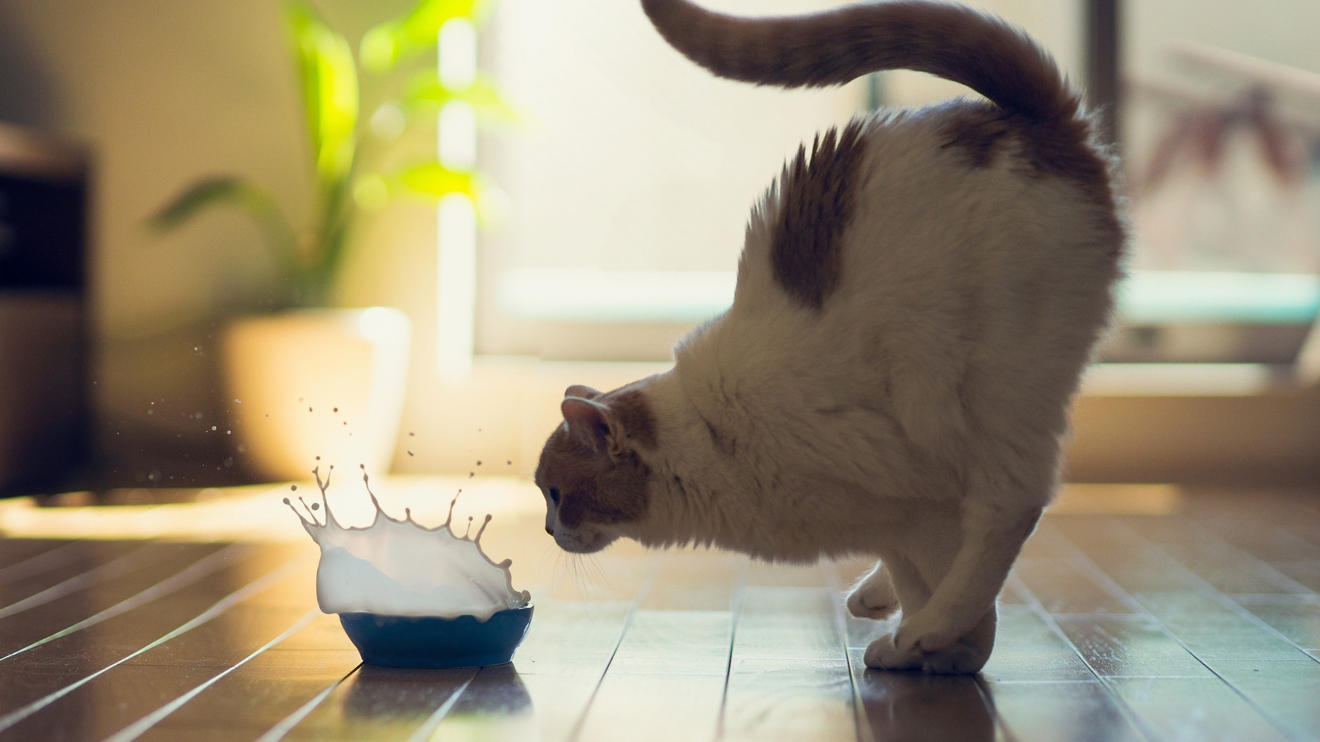 kediler kedi portre kapalı evde beslenen hayvan bir oda yavru kedi memeli yerli sevimli bulanıklık hayvan aile mobilya