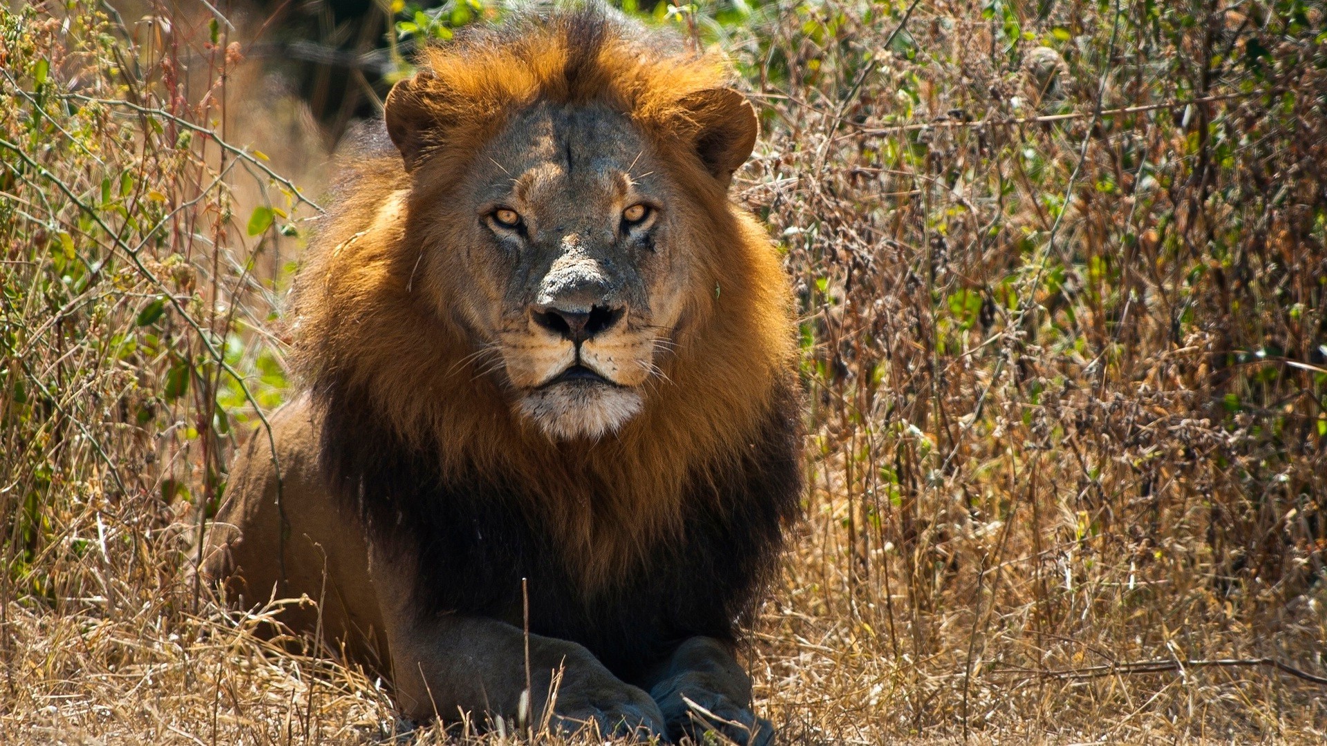 leões vida selvagem mamífero gato natureza leão selvagem animal predador grama ao ar livre safari perigo