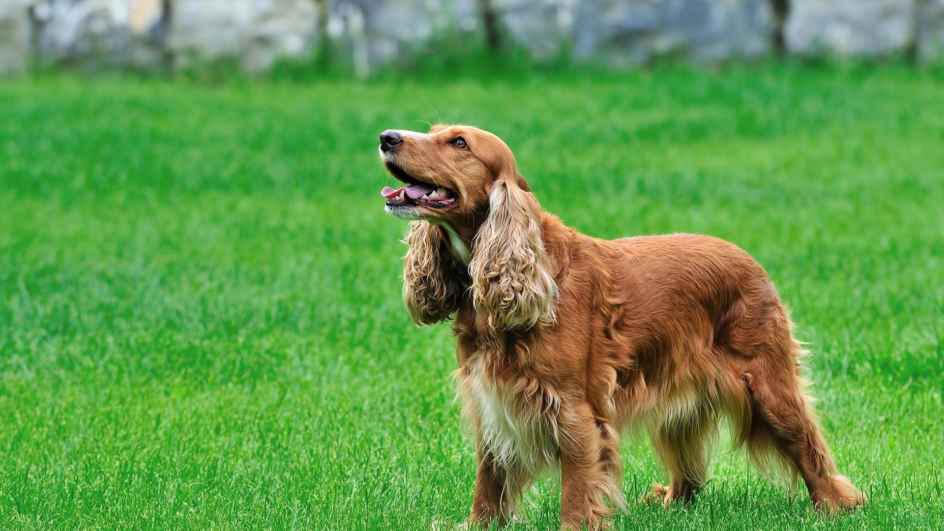 cani erba cane animale animale domestico mammifero campo fieno carino canino cucciolo razza domestico giovane piccolo purosangue pedigree natura