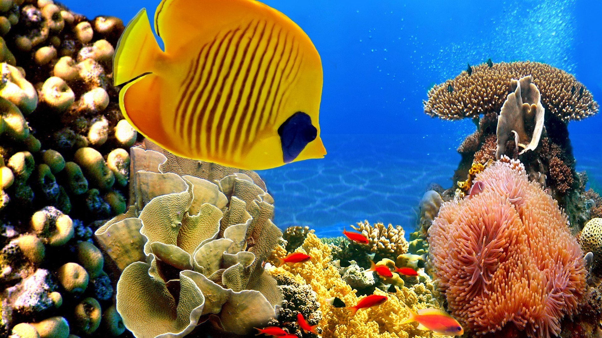 animali sott acqua pesce corallo barriera corallina oceano invertebrati tropicale mare immersioni acqua marino esotico natura nuoto snorkeling acqua salata fauna selvatica scuba turchese