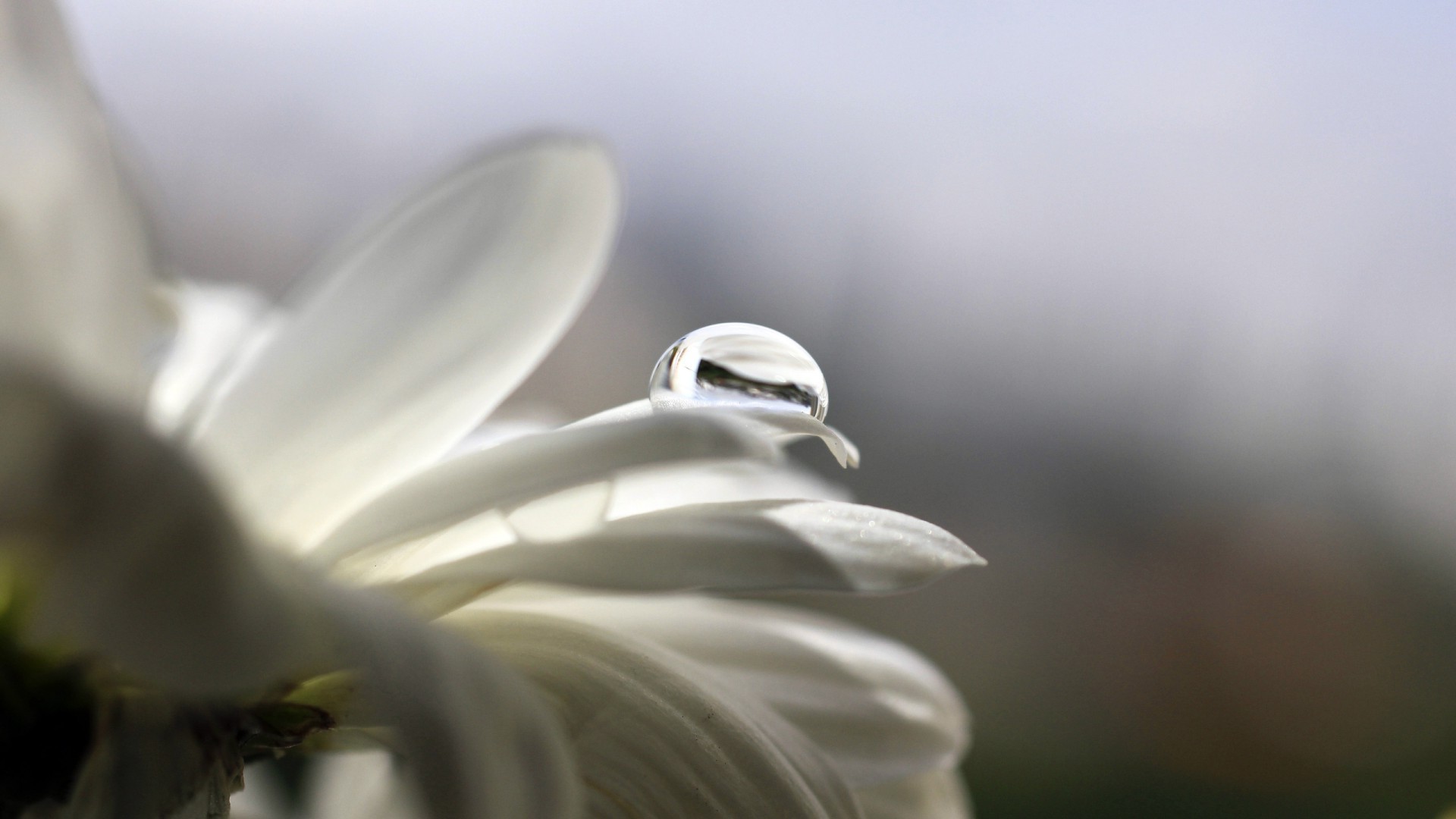 gotas e água flor natureza flora borrão folha pétala jardim dof luz