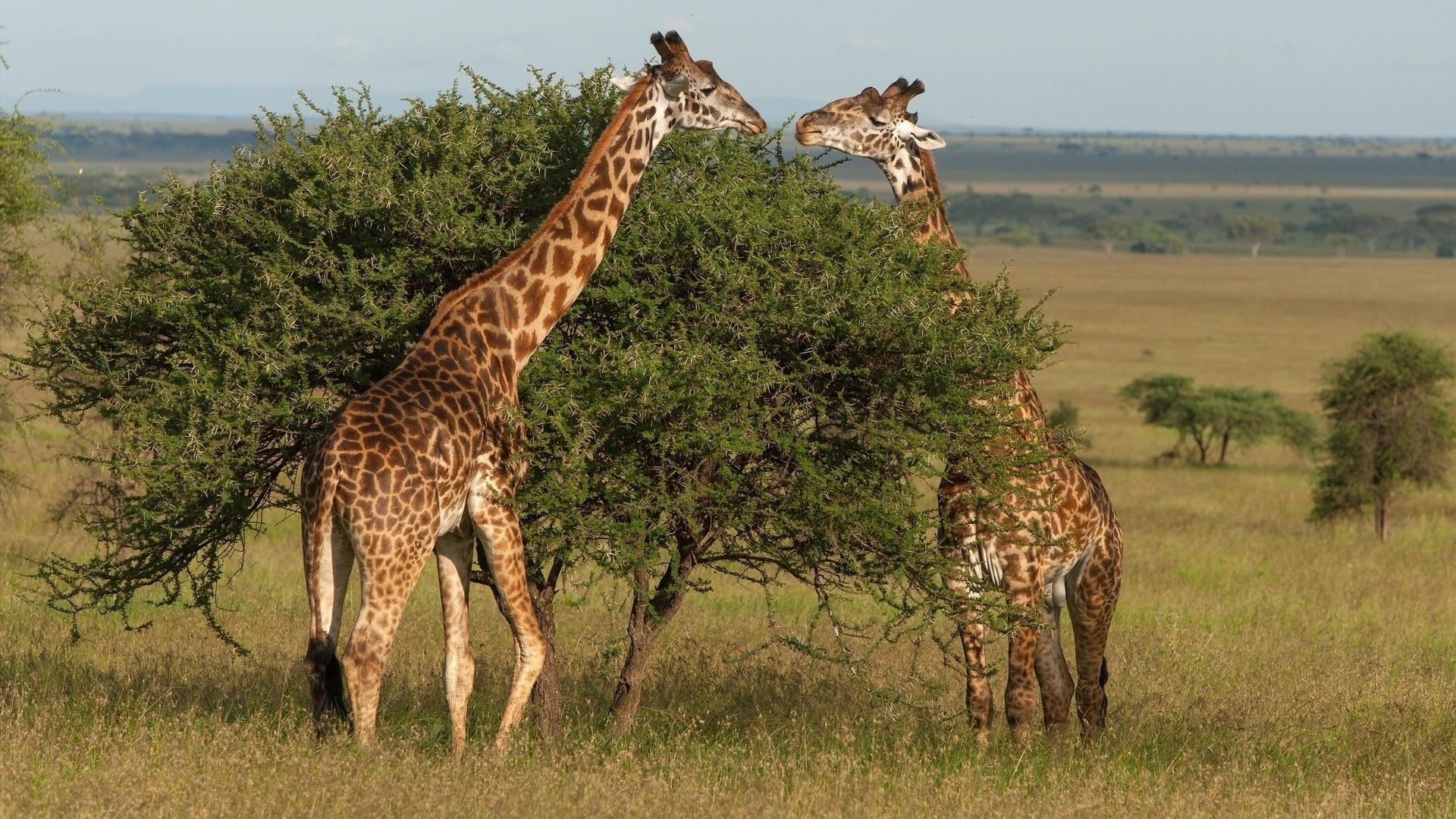 girafes girafe mammifère la faune safari savane nature pâturage herbe sauvage animal bush à l extérieur haut masaï réserve herbivore parc cou environnement