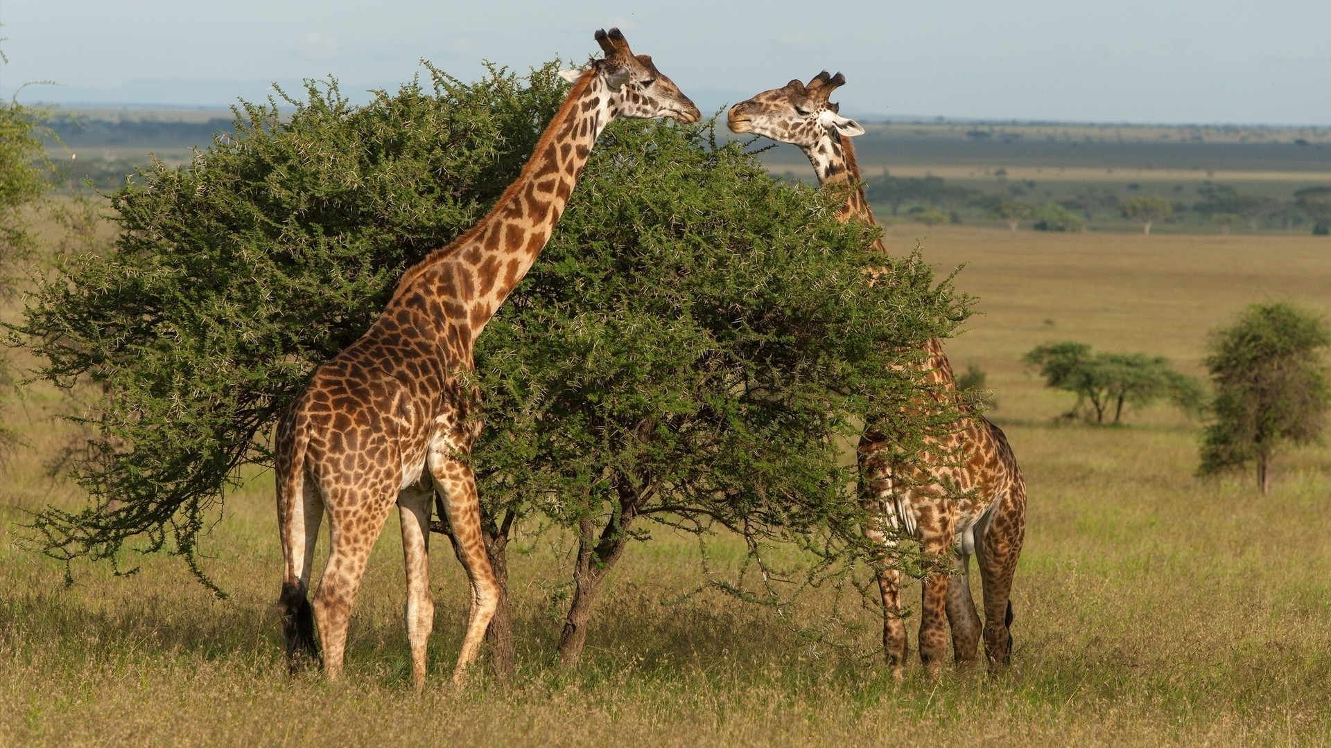 жирафы жираф млекопитающее дикой природы сафари саванна природа пастбища трава дикий животное буш на открытом воздухе высокий масаи резерв травоядное парк шея среды