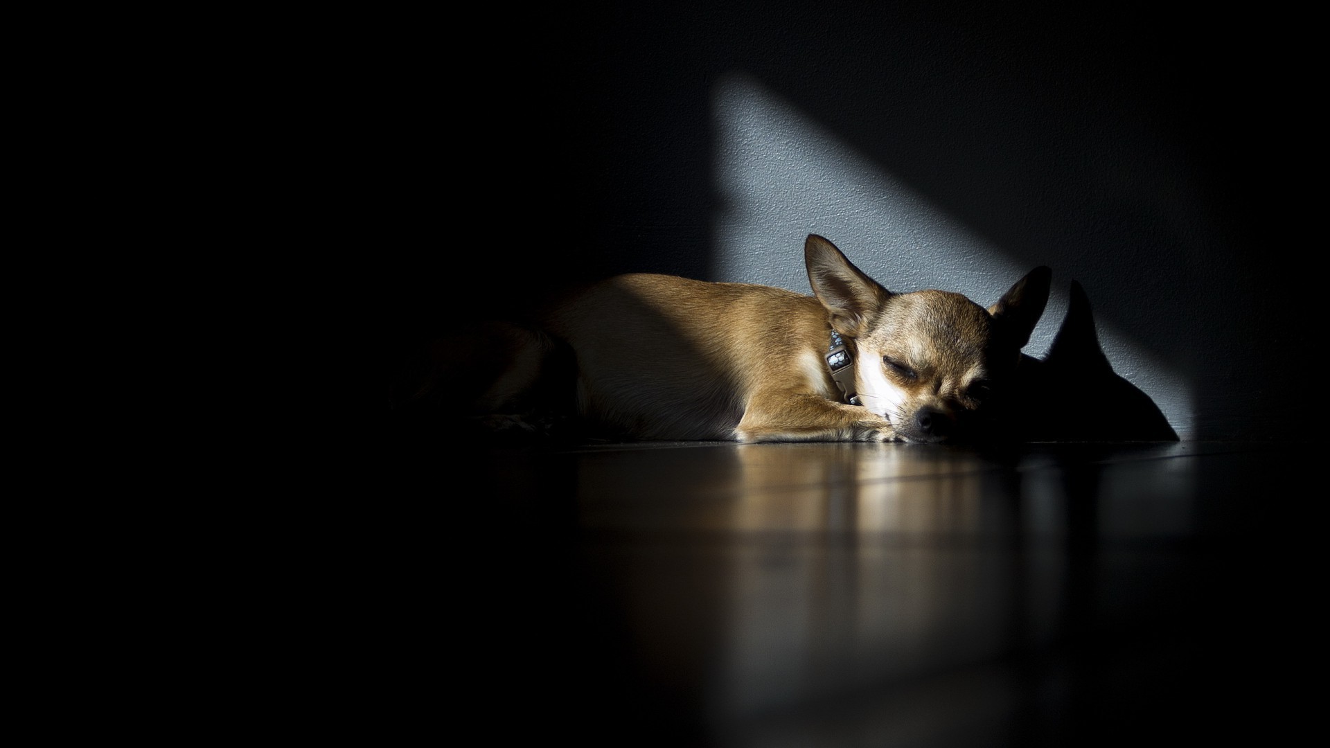 perros gato mamífero perro retrato solo animal mascota estudio interior lindo gatito bebé ojo