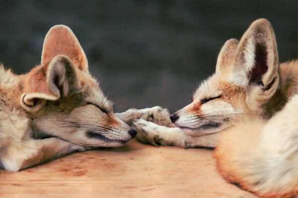 Little foxes sleep in nature