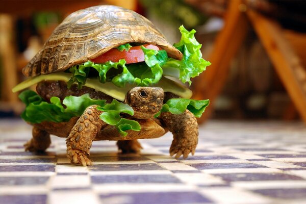 Turtle close-up in the form of a sandwich