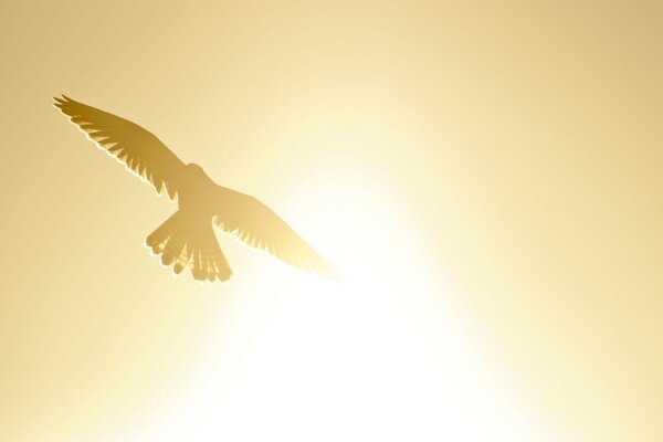 Птица с расправленными крыльями на солнце