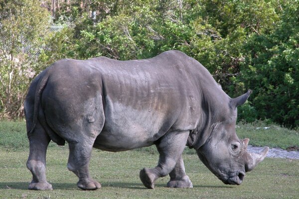 Un rhinocéros puissant dans des conditions naturelles