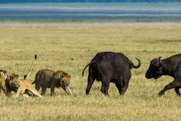 Pride of lions hunts buffaloes