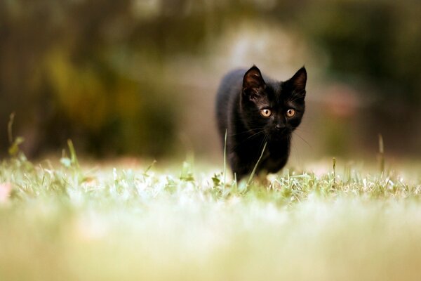 Gato negro en la venda