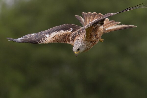 Wildtiere. Fliegender Falke