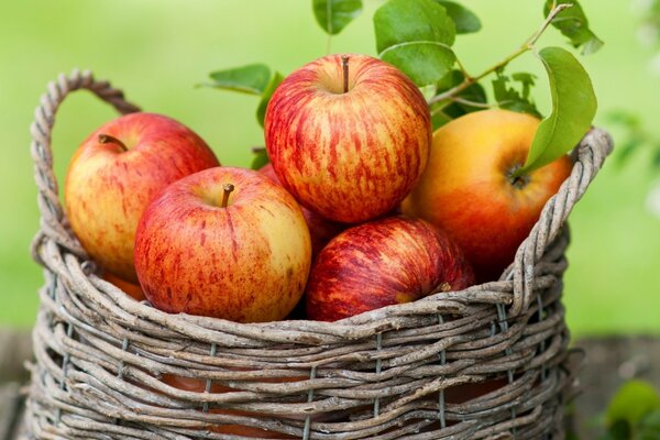 Las manzanas maduras de madera en una canasta hablan del verano