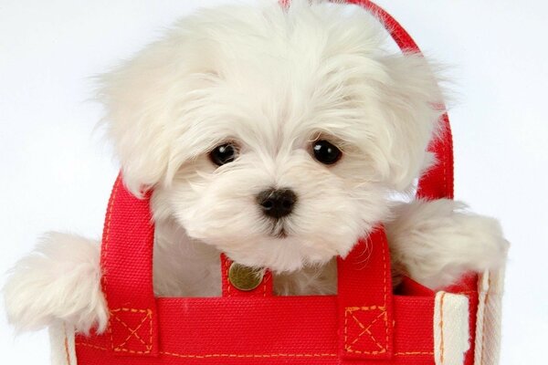 Белый щенок в красной сумке