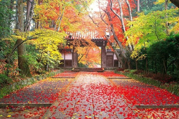 Asphalt mit bunten Blättern im Herbstwald bedeckt