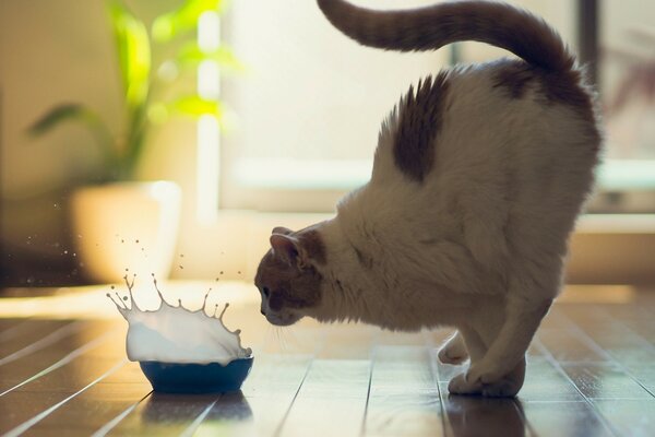 Freeze frame - a cat and a roll falling into milk