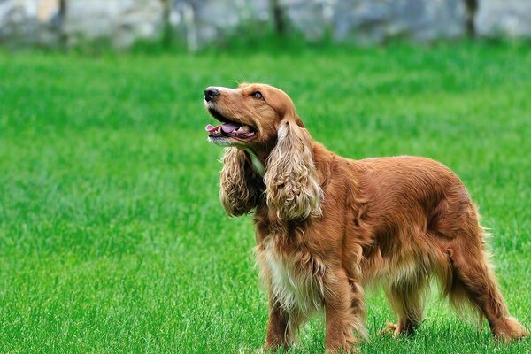 Perro Spaniel en la hierba verde