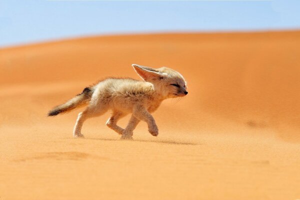 Piccola volpe che corre nel deserto