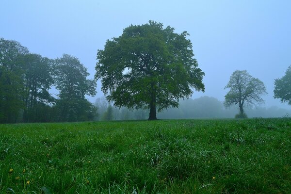 Árvore com galhos espalhados em um prado verde suculento