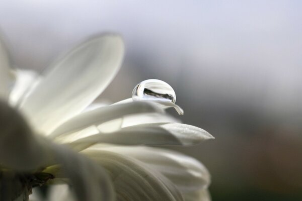 Morning dew drop on a flower