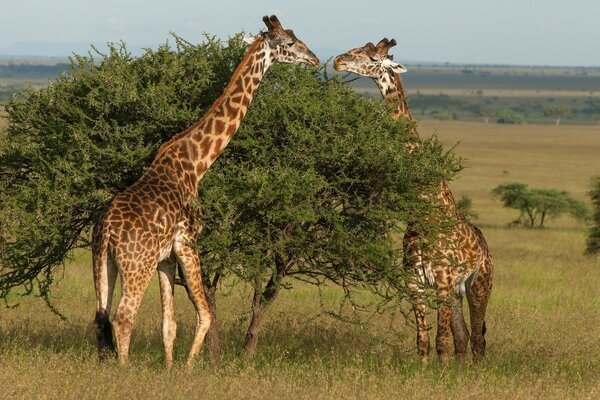 Zwei Giraffen fressen einen Busch in der Savanne