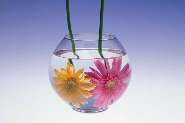 Two yellow and pink flowers are lying in the water