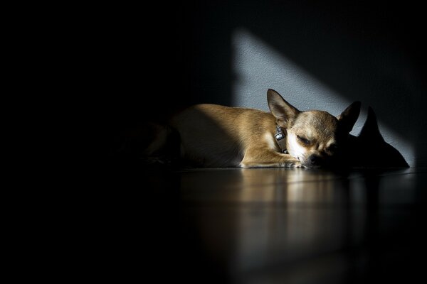 Perrito durmiendo contra una pared en una habitación oscura