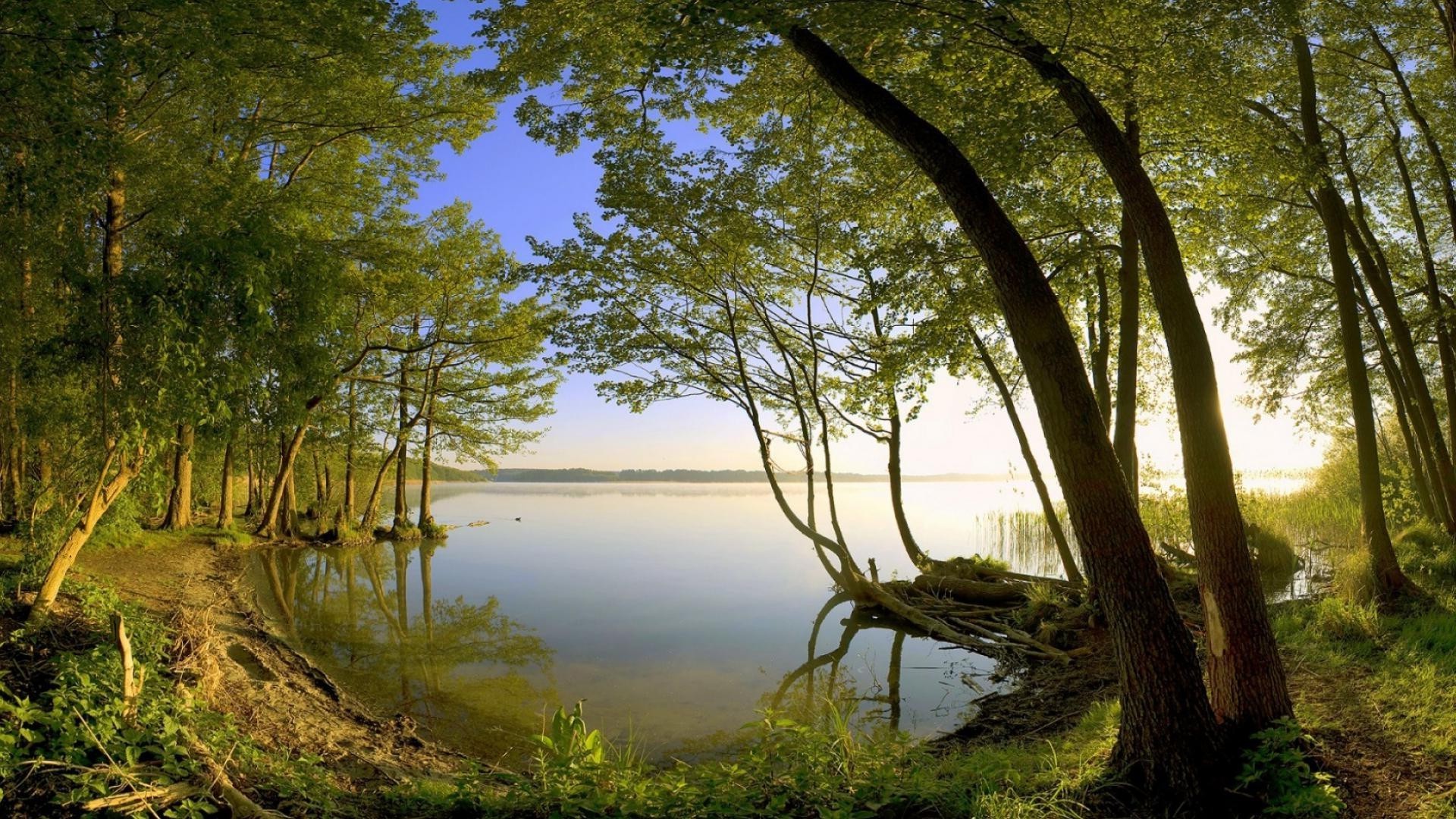 природа береза деревья вода озеро лес бесплатно