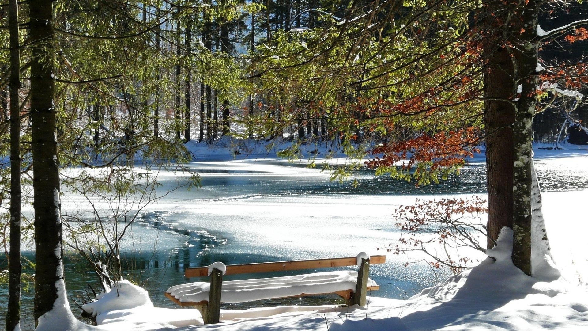 parcs hiver neige bois gel bois froid saison paysage nature congelés scénique à l extérieur glace météo beau temps scène neige-blanc parc paysages