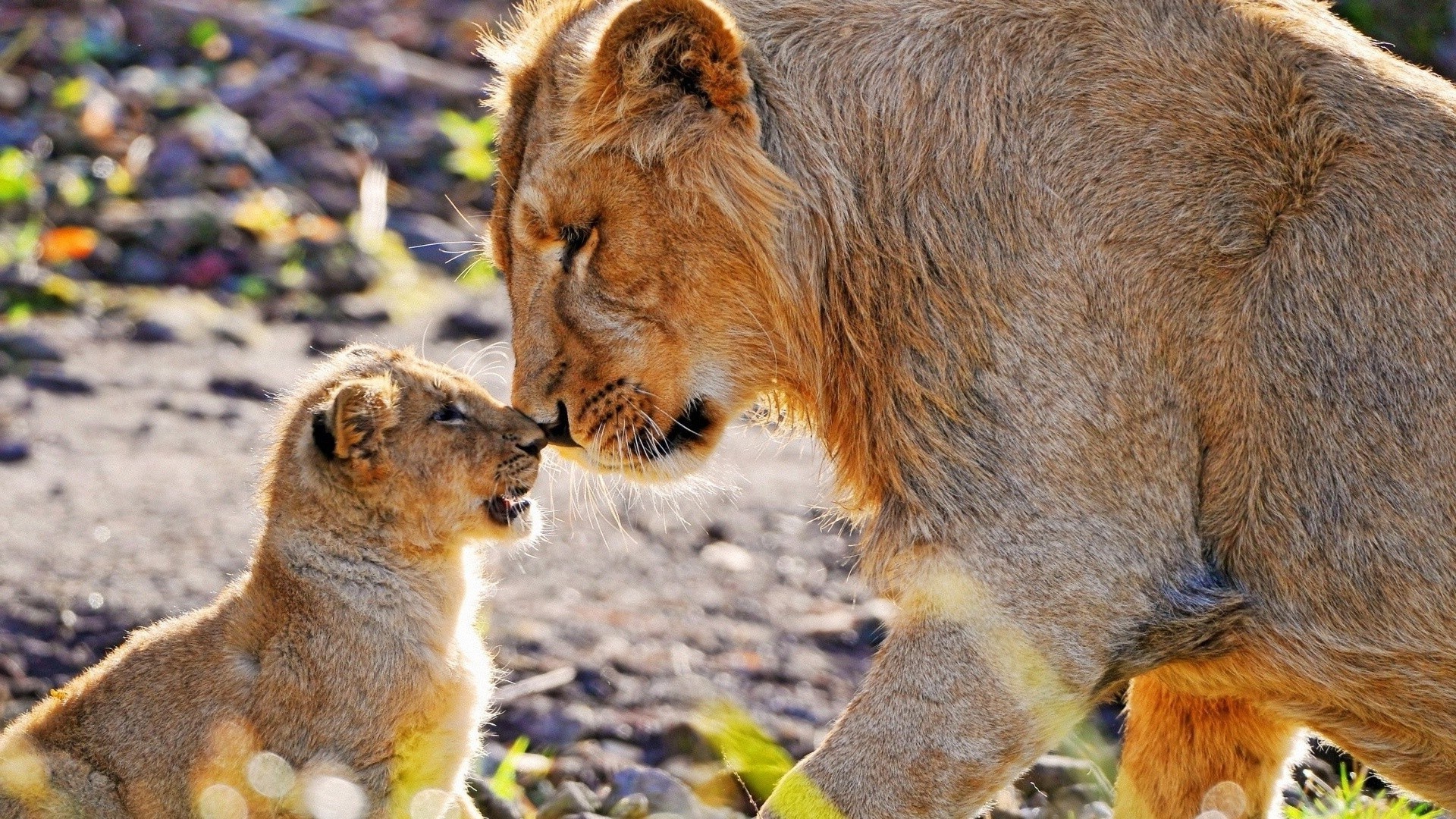 leones mamífero vida silvestre piel animal naturaleza zoológico salvaje lindo gato depredador retrato león ver poco al aire libre carnívoro hierba ojo