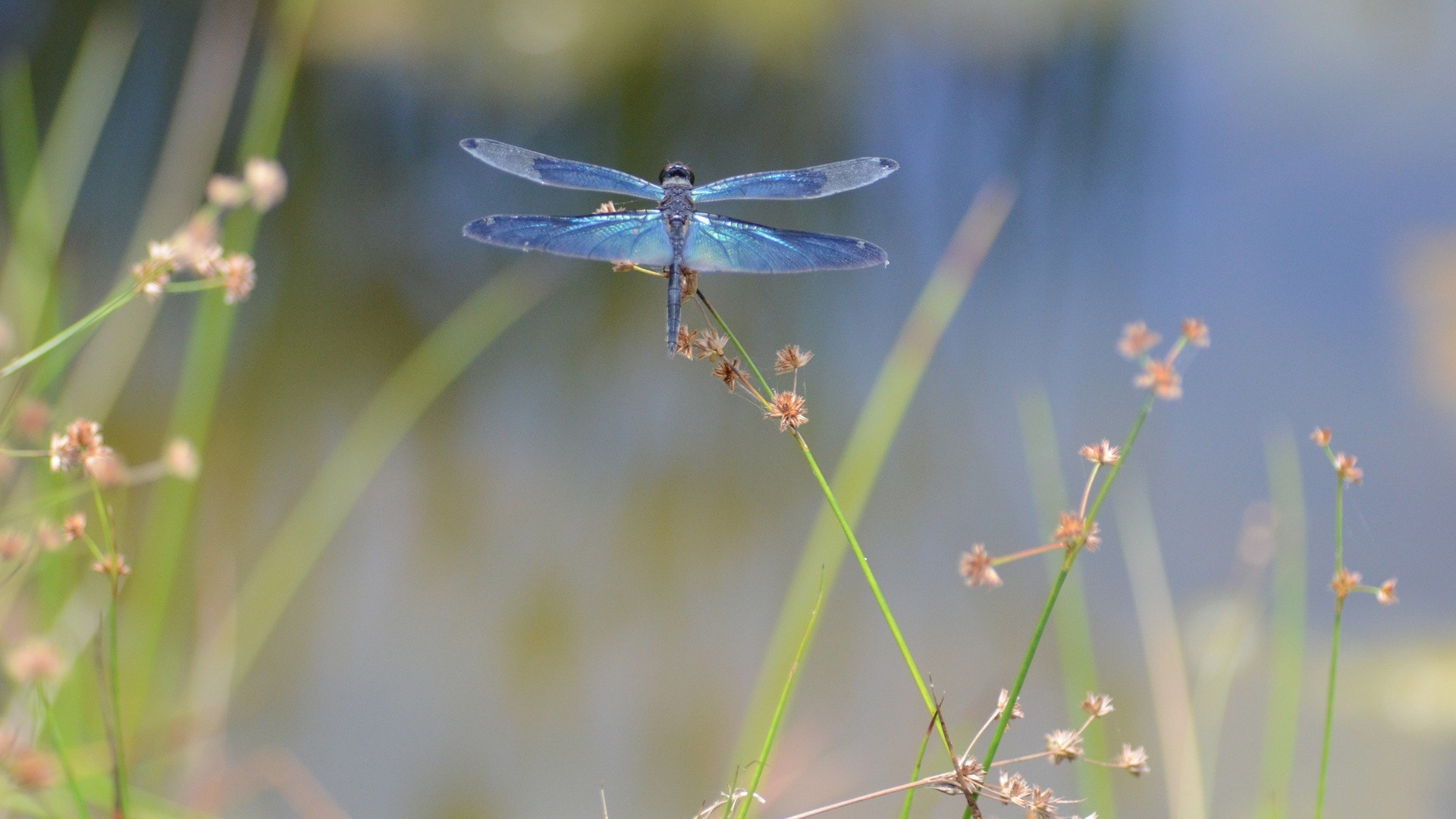 insetti insetto natura estate farfalla all aperto fauna selvatica libellula erba fiore foglia selvaggio giardino flora piccolo