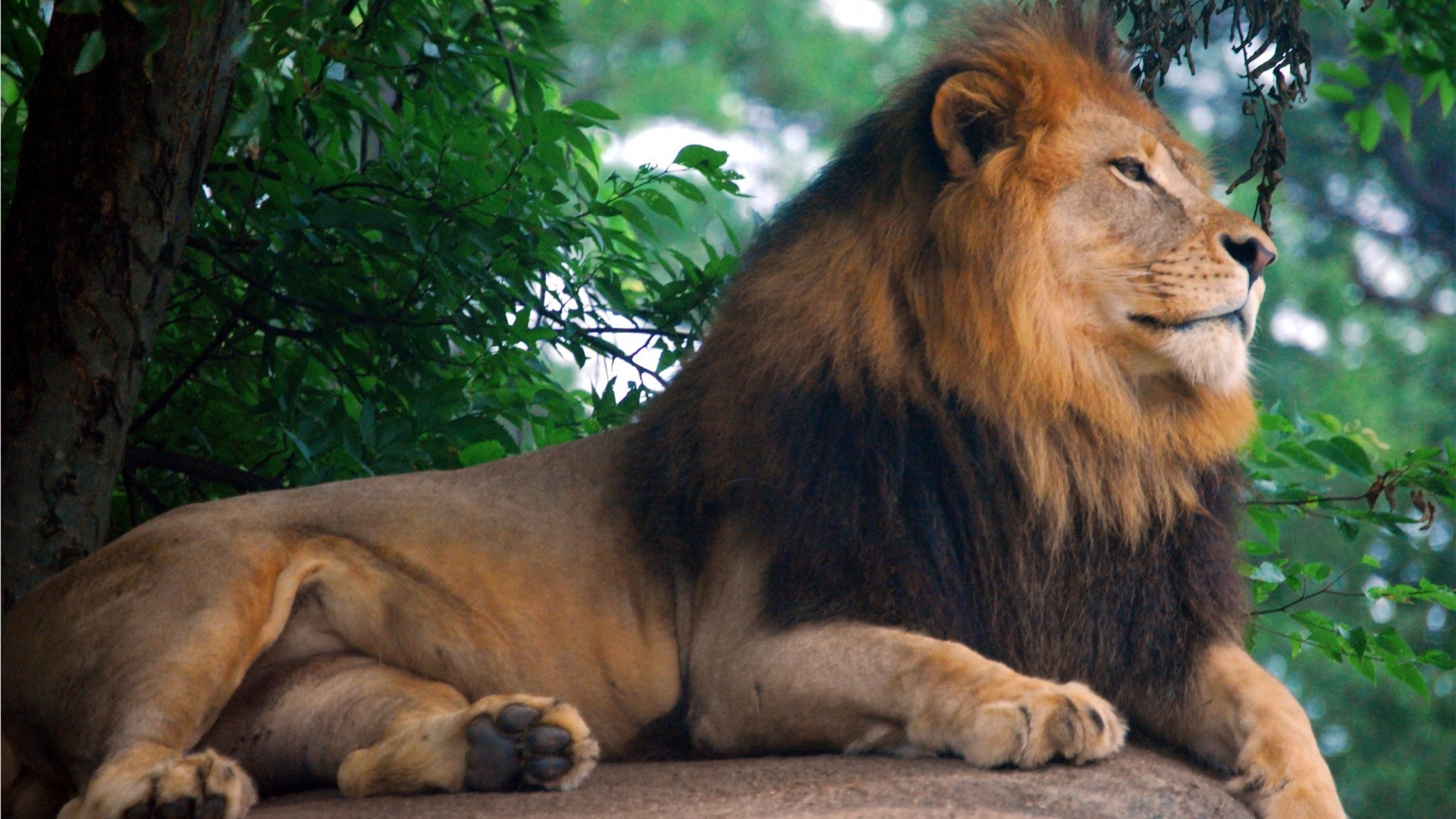 leones león gato mamífero vida silvestre animal zoológico salvaje naturaleza safari leona depredador selva retrato grande