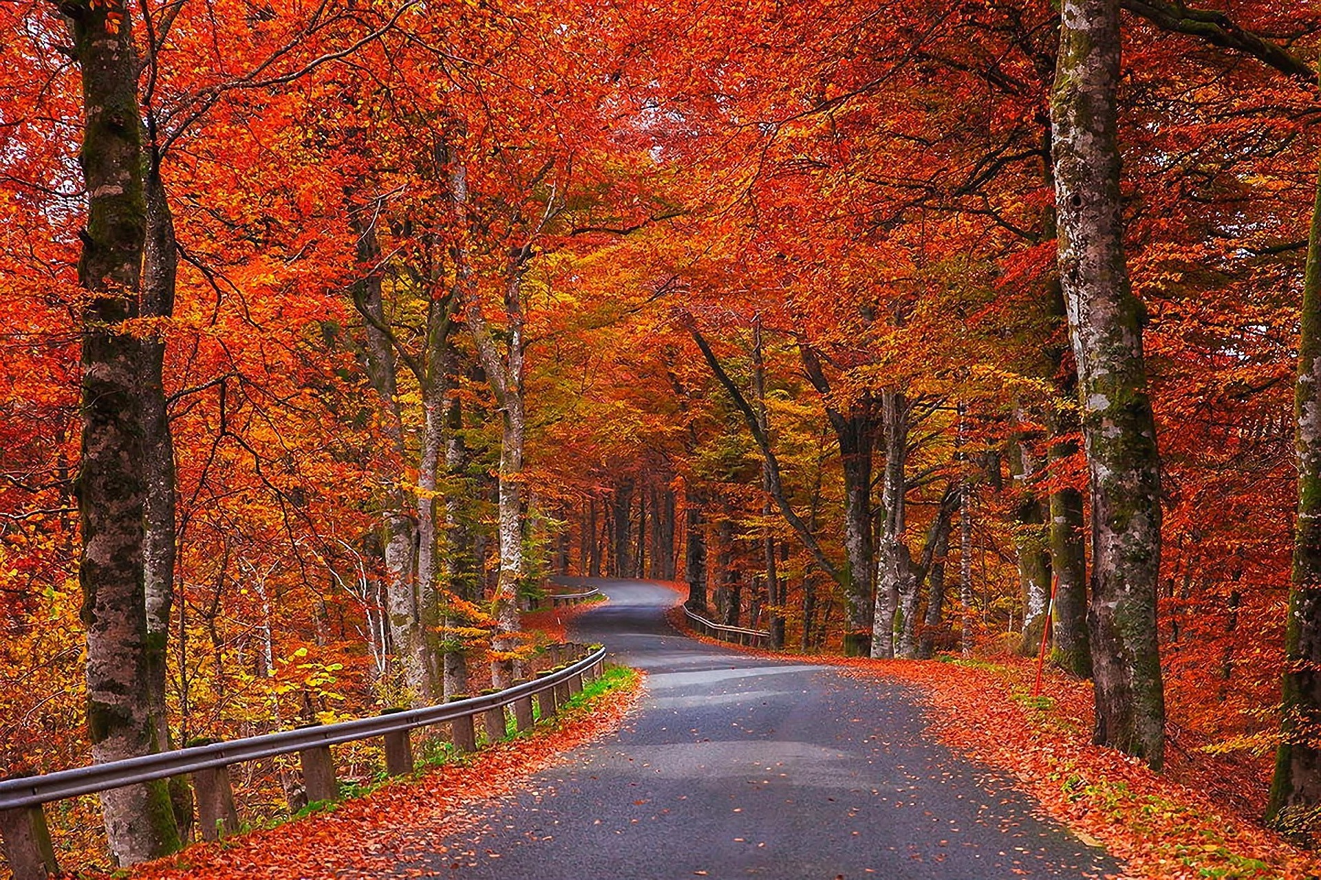 autumn fall leaf wood maple tree landscape road park guidance nature season scenic outdoors perspective dawn scenery alley bright mist