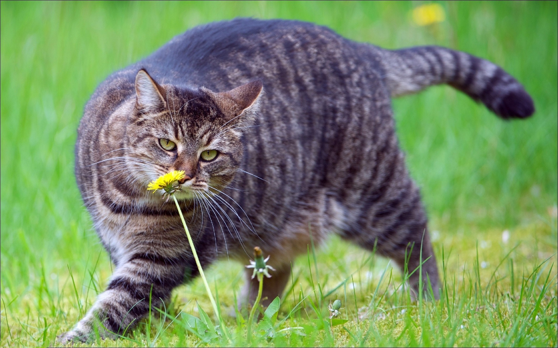 chat animal animal de compagnie chat mammifère domestique mignon nature herbe portrait tête chaton fourrure jeune