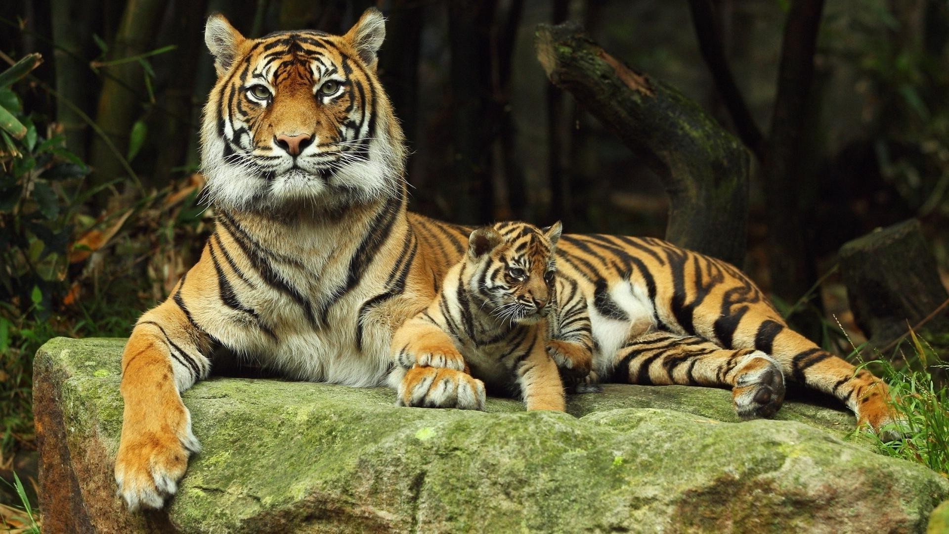 tigres tigre gato vida silvestre selva mamífero cazador depredador zoológico animal salvaje carnívoro peligro caza raya agresión grande safari piel mirando siberiano