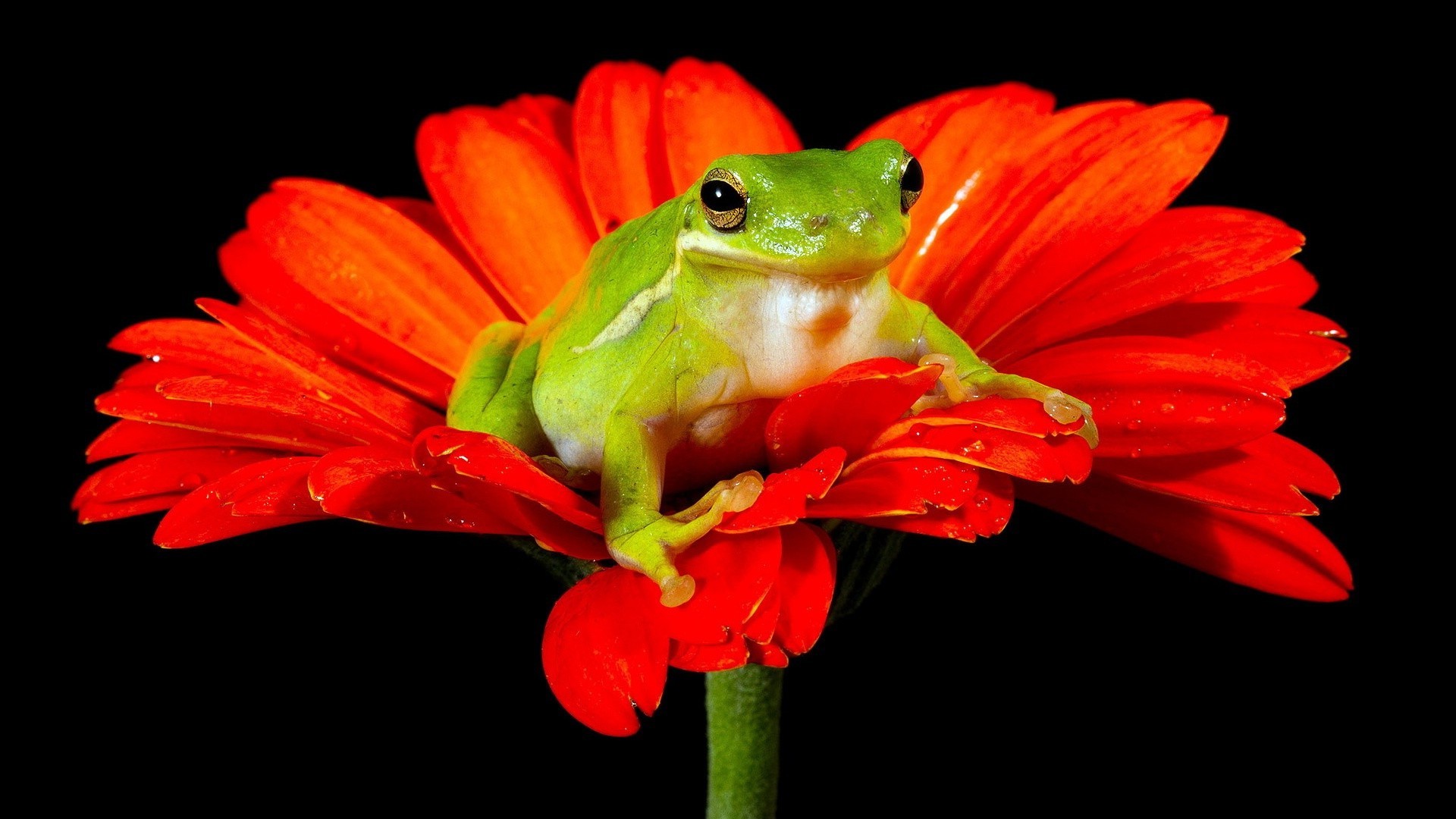 sürüngenler ve kurbağalar doğa çiçek renk yaprak kurbağa flora yaban hayatı