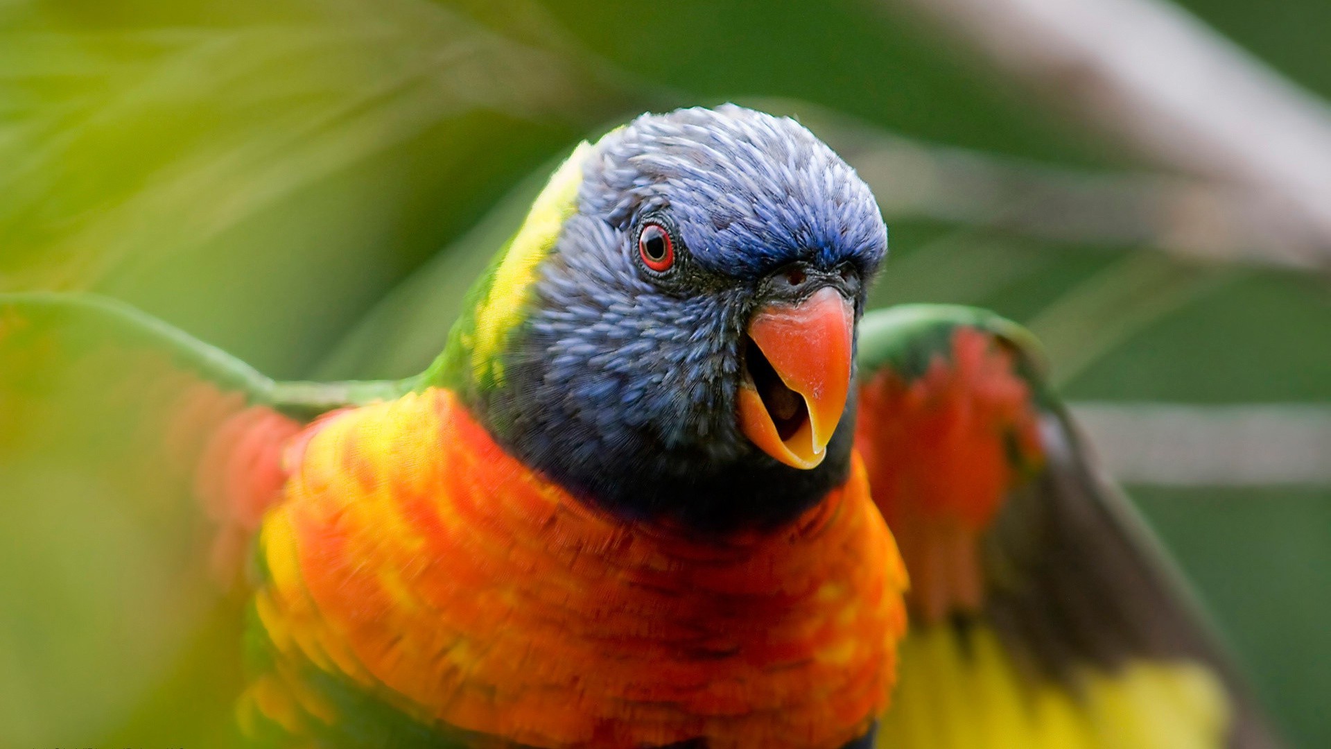 животные попугай птица природа дикой природы животное цвет клюв перо авиан тропический дикий крыло яркий на открытом воздухе ара