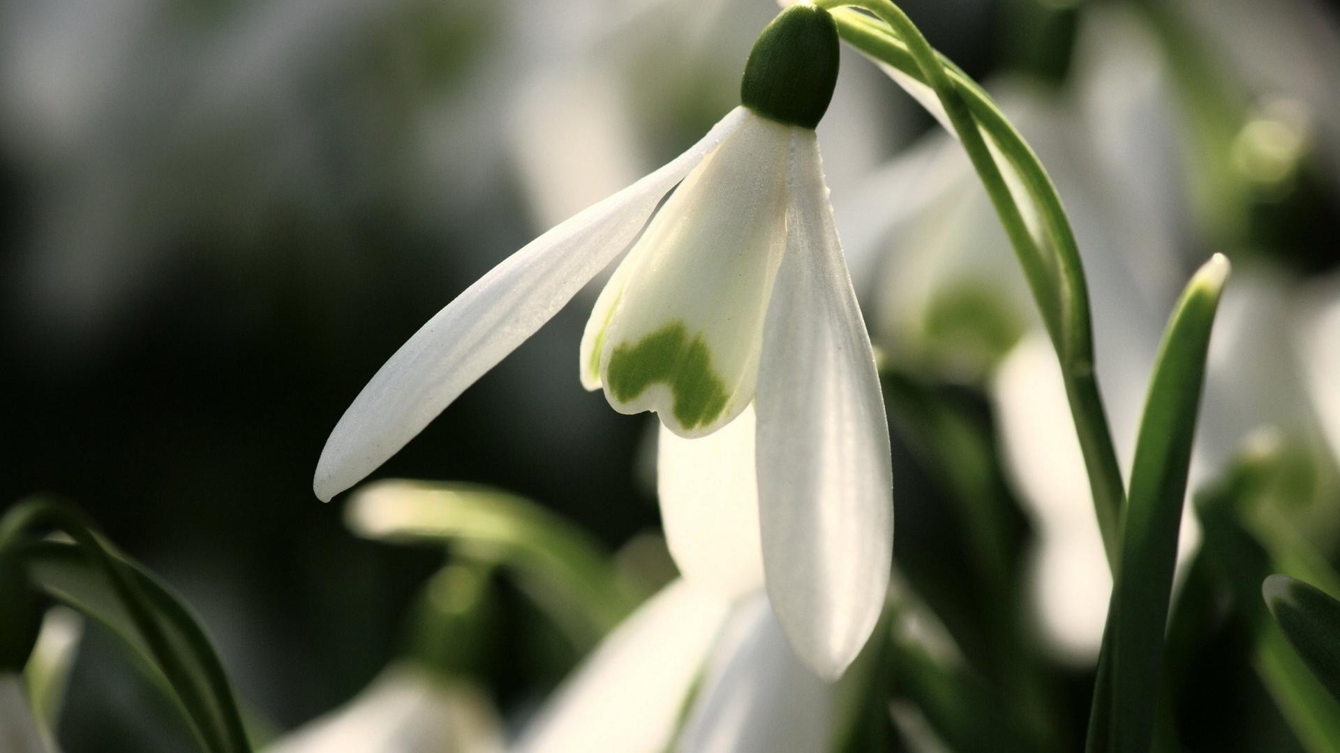 fiori natura foglia sfocatura fiore flora giardino all aperto crescita bel tempo