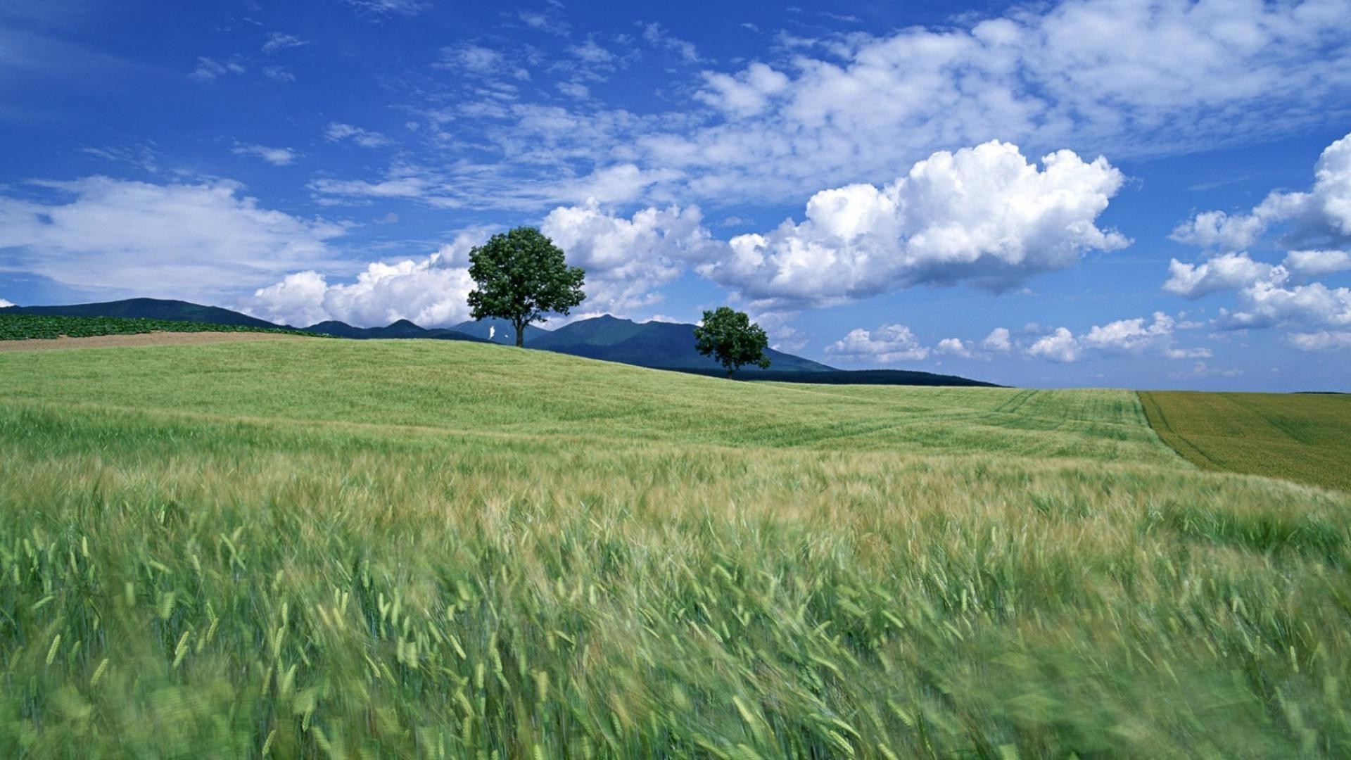 champs prairies et vallées pâturage blé rural champ agriculture ferme paysage campagne céréales récolte été ciel croissance terres agricoles terres cultivées maïs herbe nature foin