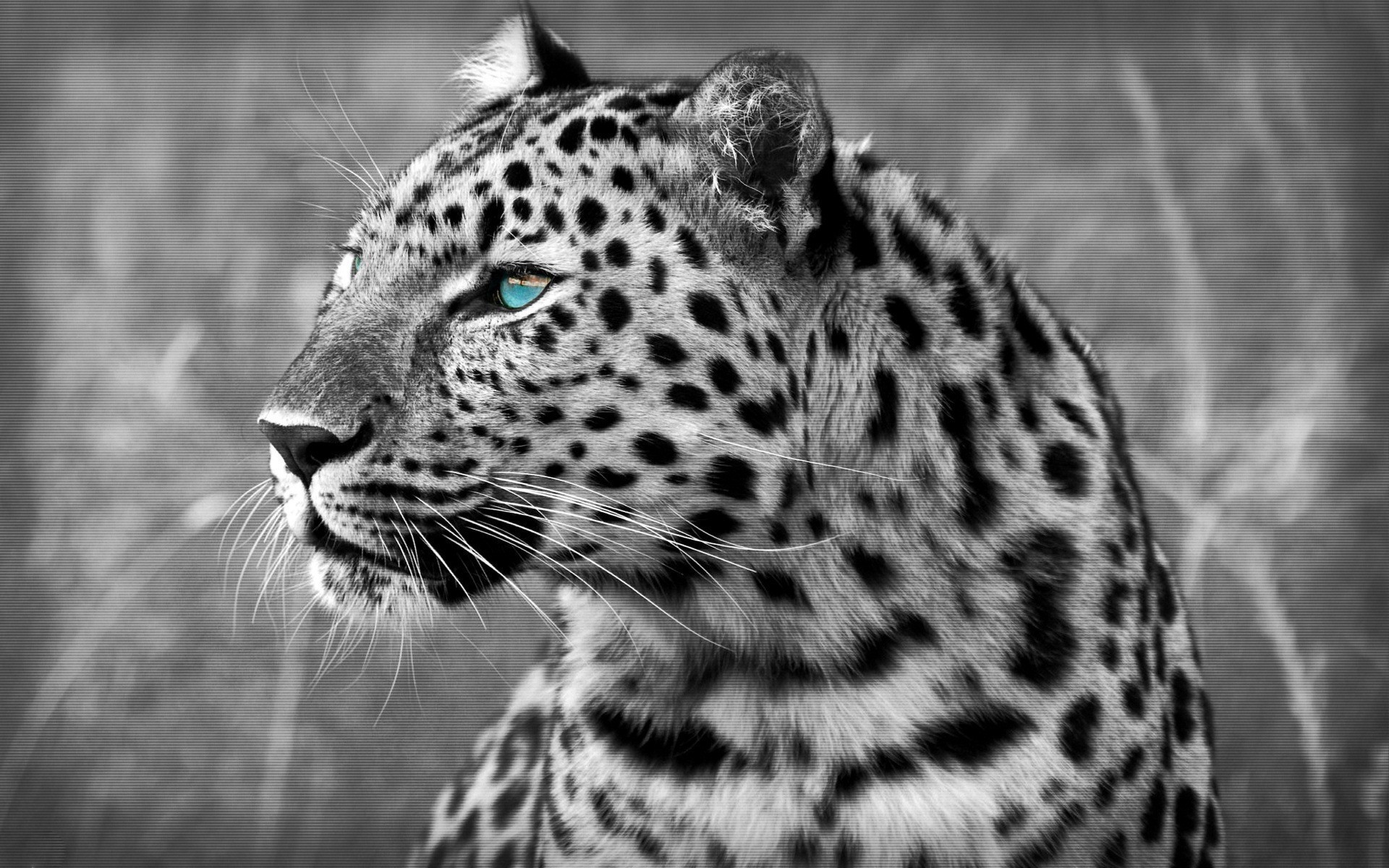 leopardos gato vida silvestre animal leopardo zoológico depredador naturaleza salvaje mamífero safari grande retrato cazador piel carnívoro selva