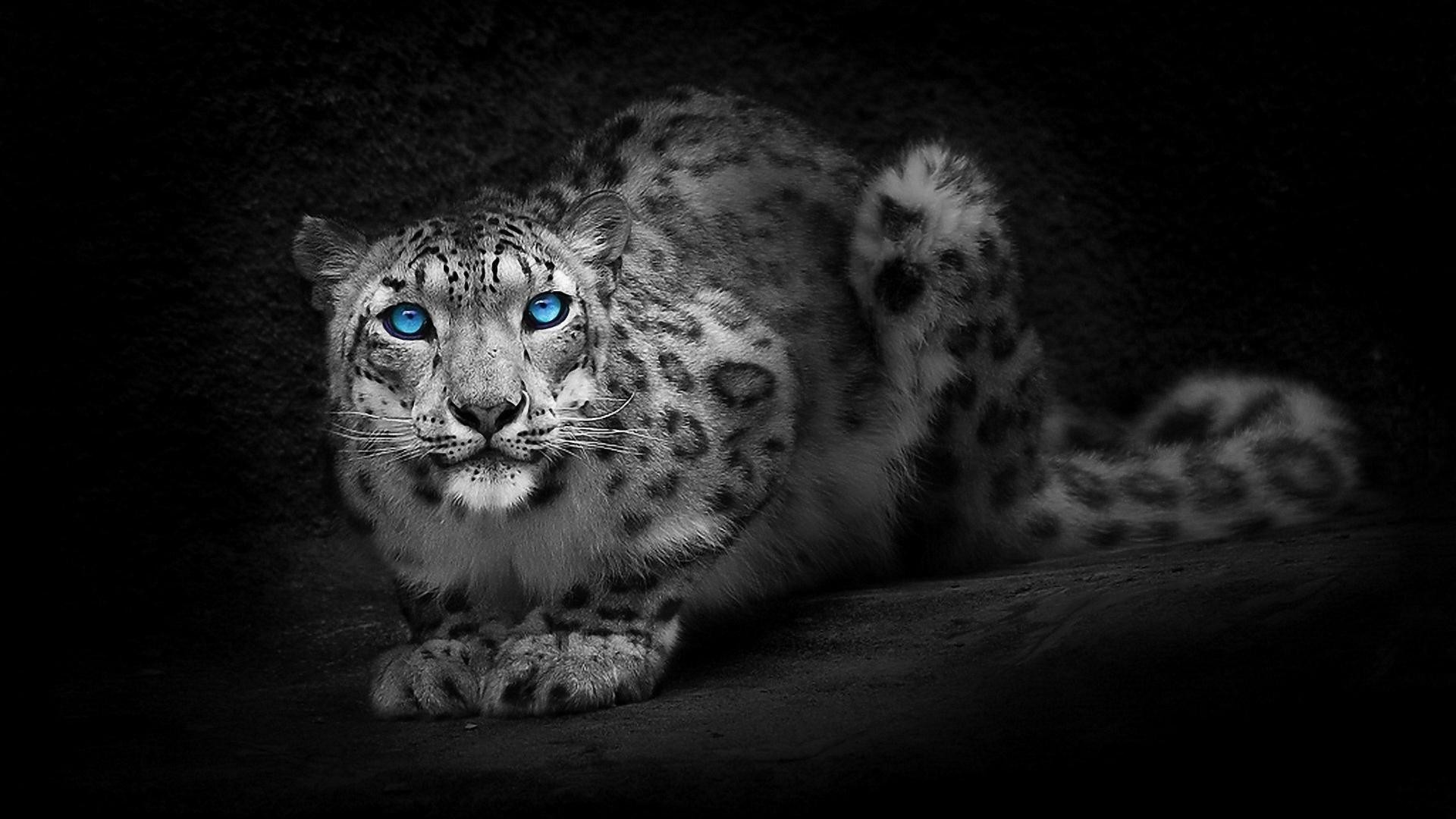 léopards chat portrait faune zoo mammifère animal léopard nature oeil