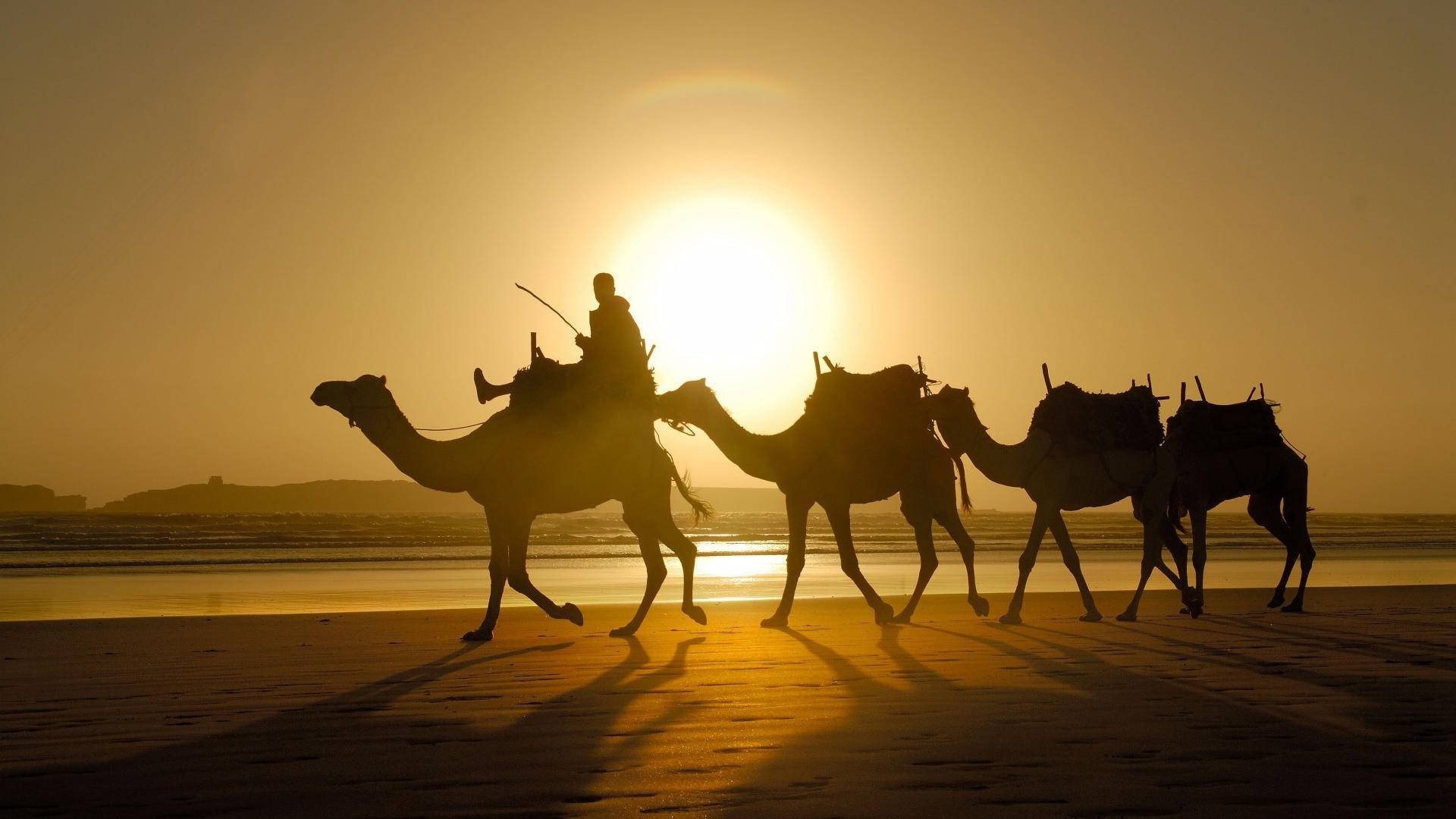 animais camelo mamífero deserto pôr do sol silhueta iluminado trem sentado sol beduíno camelo árabe amanhecer dois à noite viajar cavalaria grupo areia homem