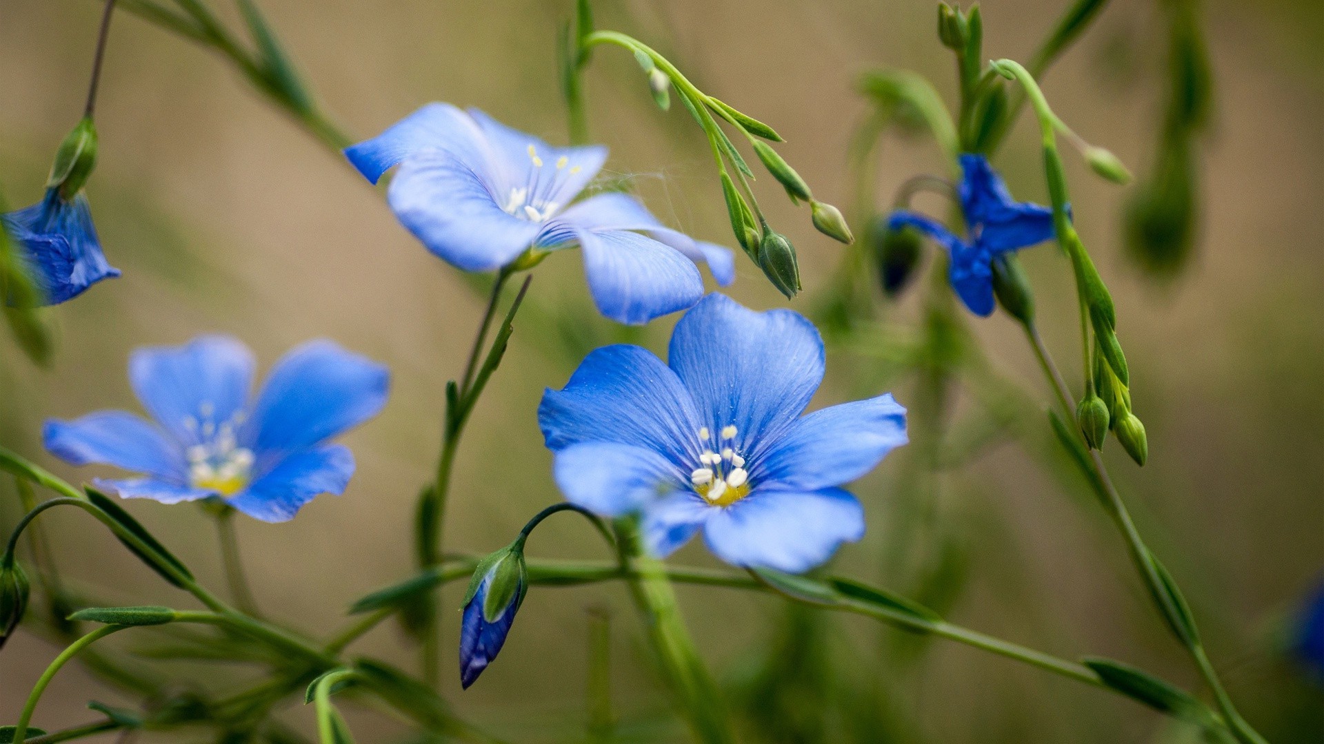 синие полевые цветы природа скачать