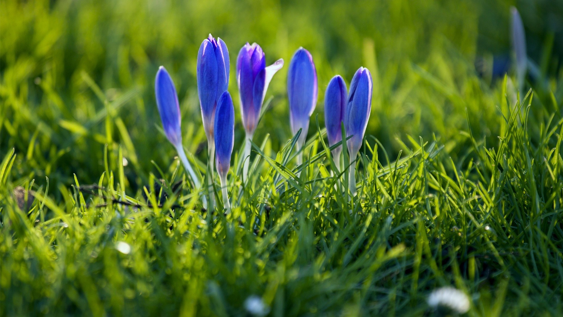 flowers grass nature hayfield field flower flora summer garden easter growth lawn leaf season bright outdoors fair weather floral close-up park