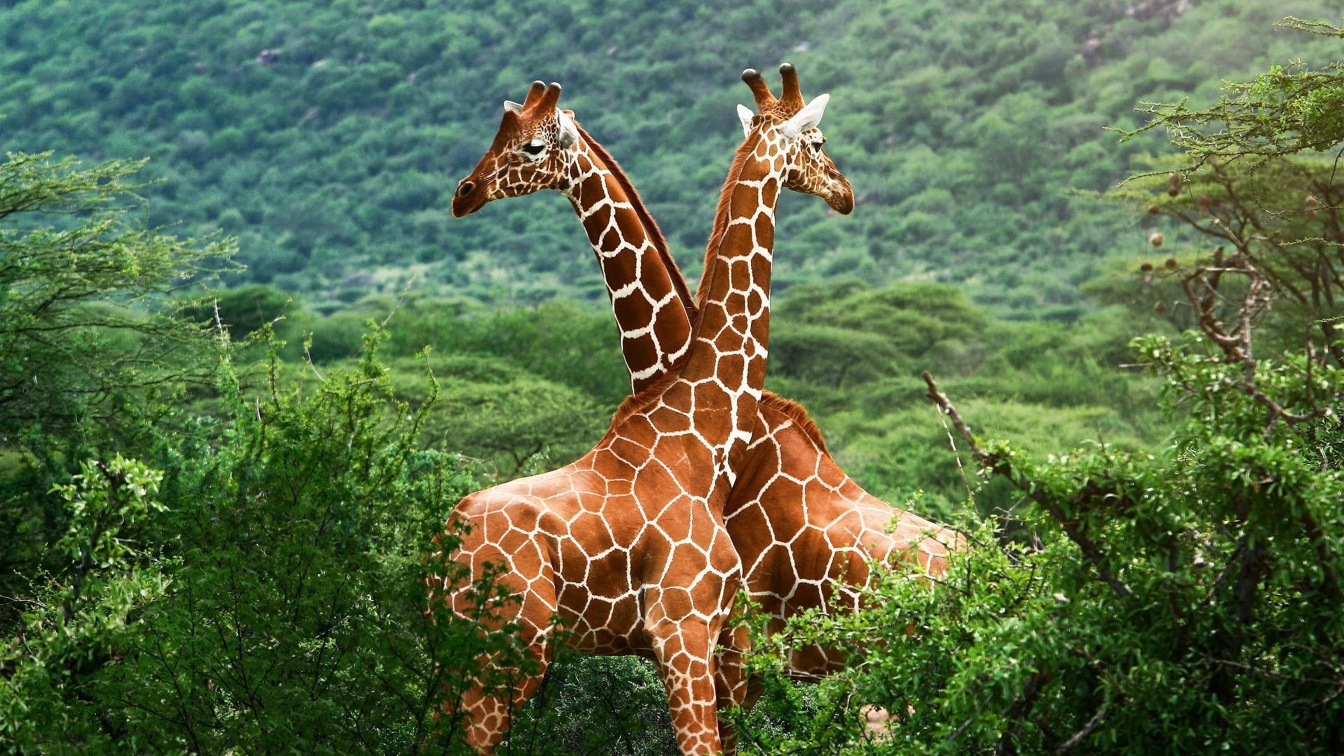 Два жирафа в дикой природе - обои на рабочий стол