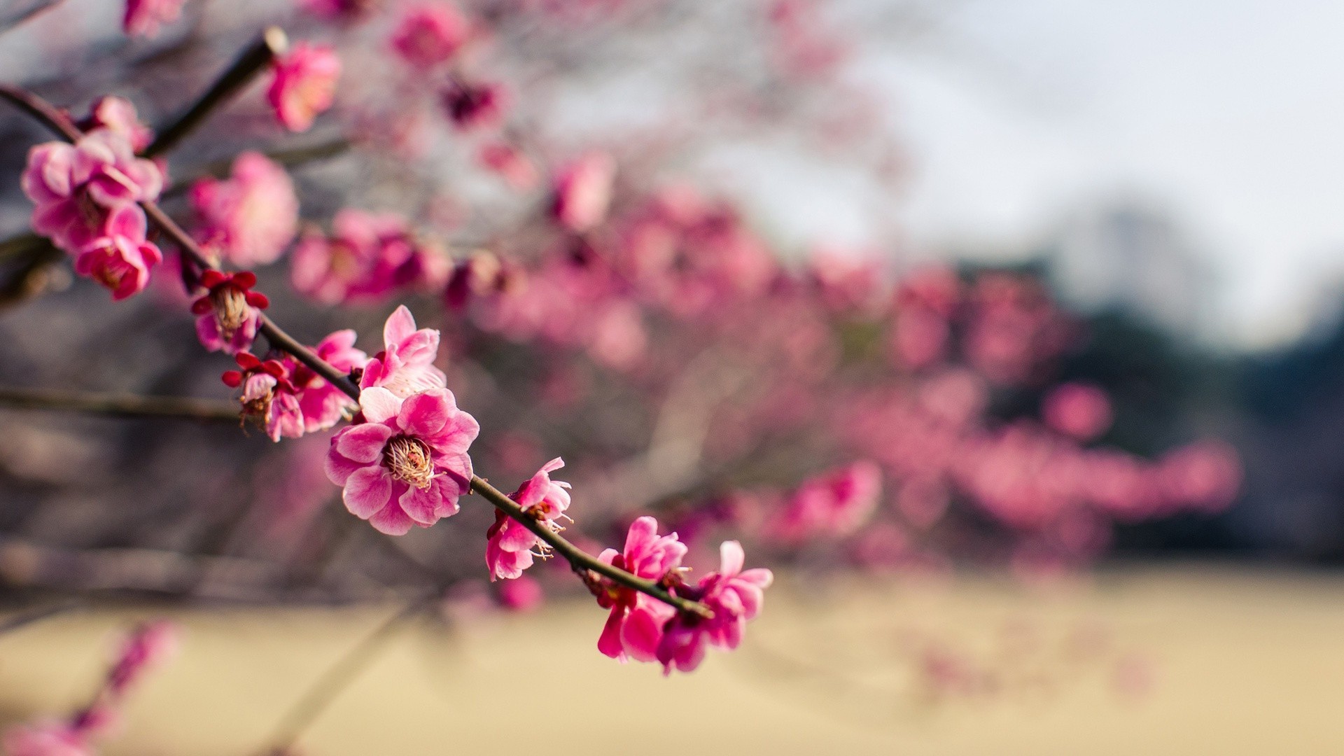 the flowers on the trees flower nature cherry branch flora garden blooming summer petal tree bud growth color dof beautiful bright floral season outdoors