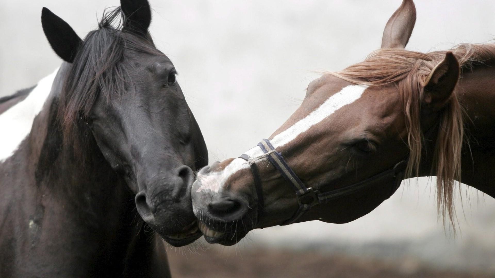 animais apaixonados cavalaria equestre sozinho cavalo retrato mare mamífero garanhão criação de cavalos sentado cabelo manet mulher frênulo ao ar livre açao pônei visualizando